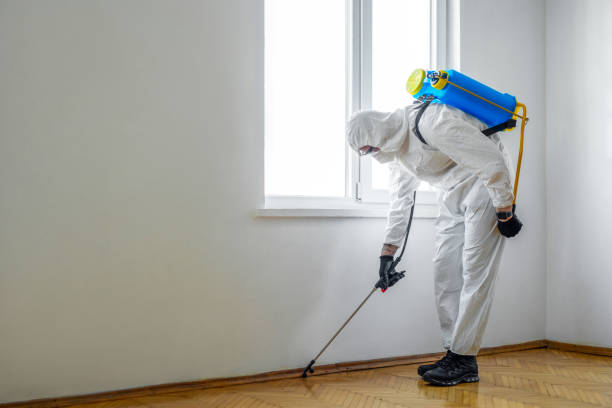 Best Termite Control Services  in Valenti, NE