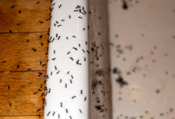 Best Insect Control  in Valenti, NE