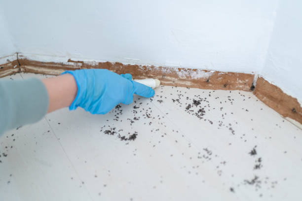 Best Pest Control Treatment  in Valenti, NE